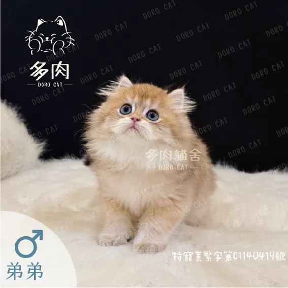 英國長毛貓弟弟，金色長毛