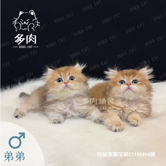 兩隻英國長毛貓弟弟