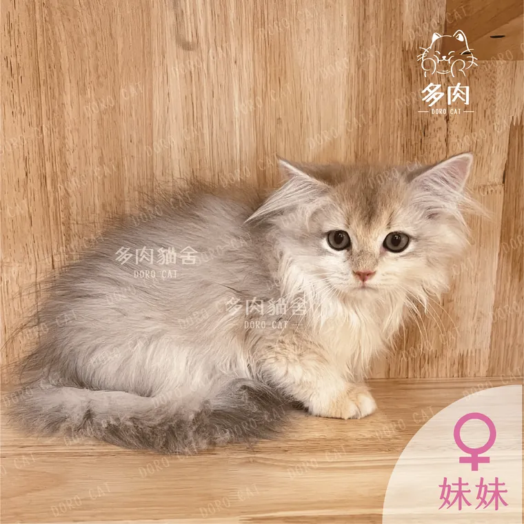 英國長毛貓妹妹，灰金色長毛