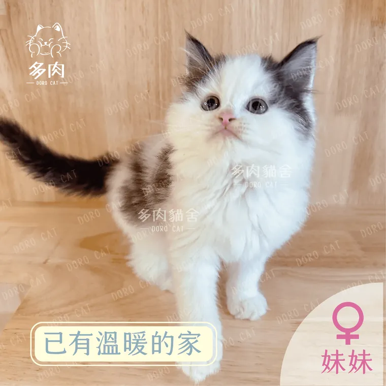 已有溫暖的家的英國長毛貓妹妹