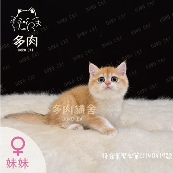 英國短毛貓妹妹，奶油金色毛