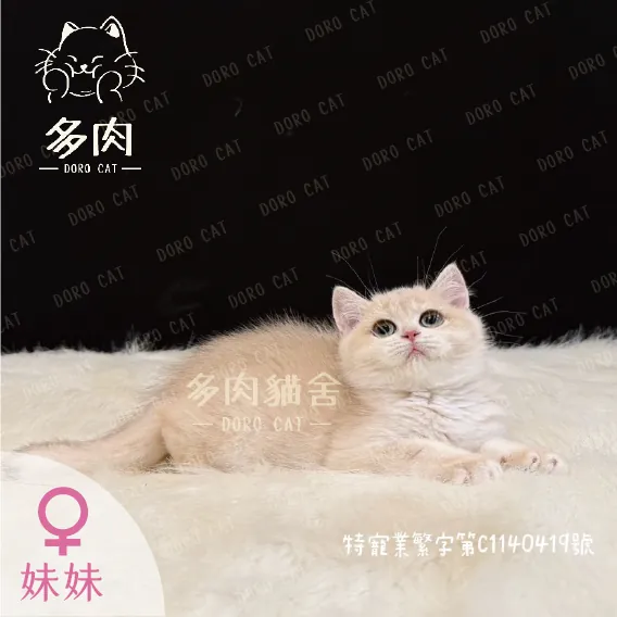 英國短毛貓妹妹趴在白色長毛毯上