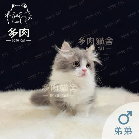 小步舞曲弟弟，銀白雙色長毛