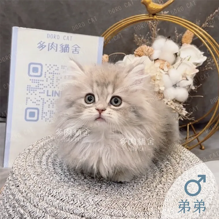 小步舞曲弟弟坐在編織墊上