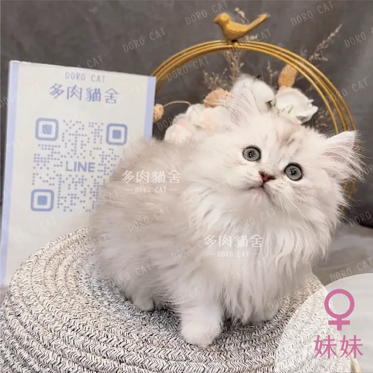 小步舞曲妹妹，白色長毛