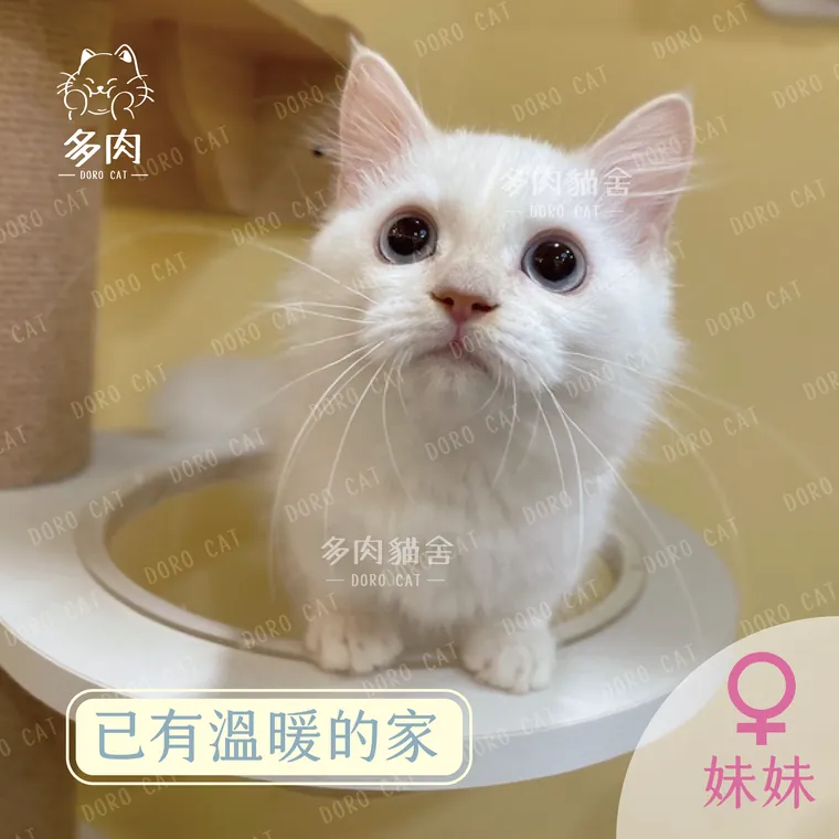 已有溫暖的家的小步舞曲妹妹
