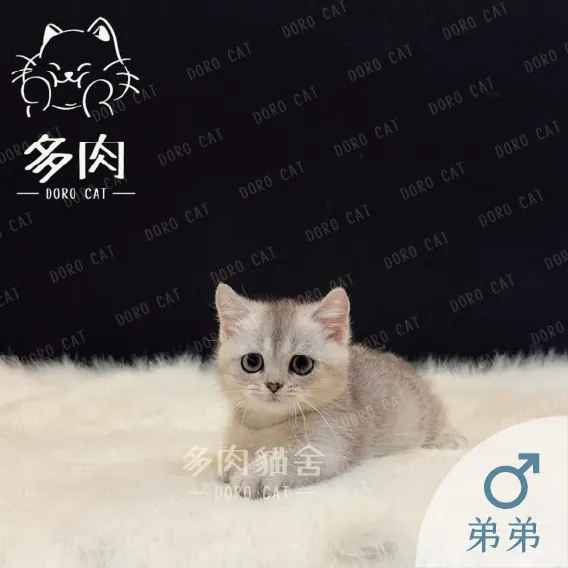 曼赤肯短腿貓弟弟