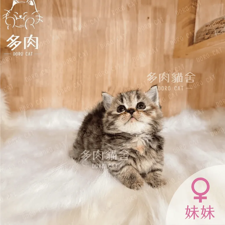 曼赤肯短腿貓妹妹，虎斑毛色