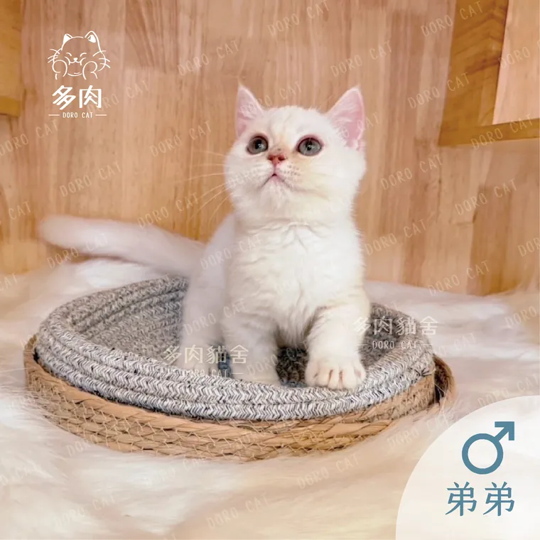 曼赤肯弟弟坐在貓抓窩上