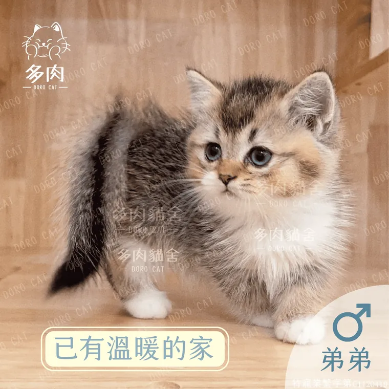 已有溫暖的家的曼赤肯弟弟