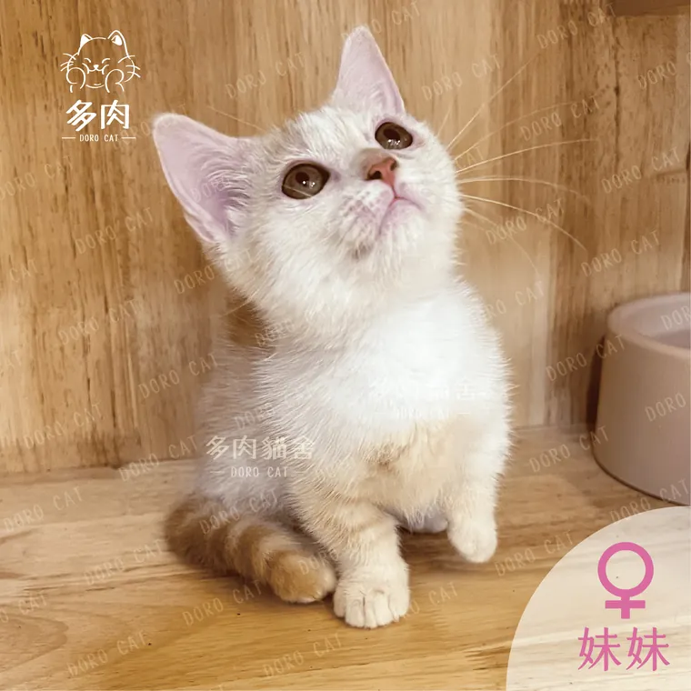 曼赤肯短腿貓妹妹抬頭看