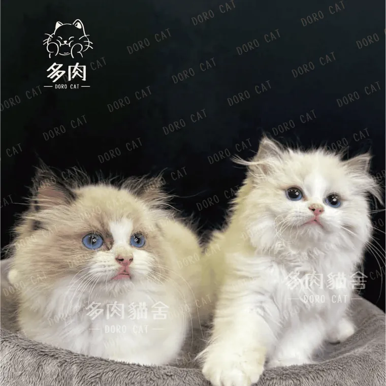 兩隻布偶貓幼貓