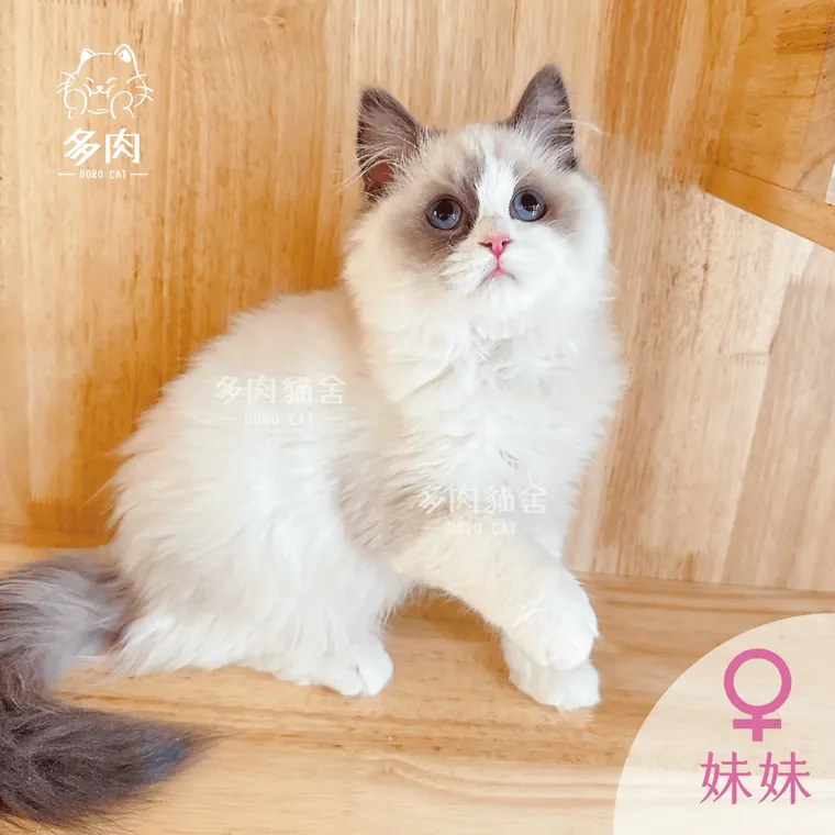 藍雙色布偶貓妹妹