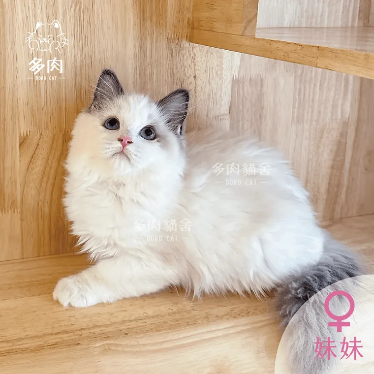 藍雙色布偶貓妹妹趴在木地板上
