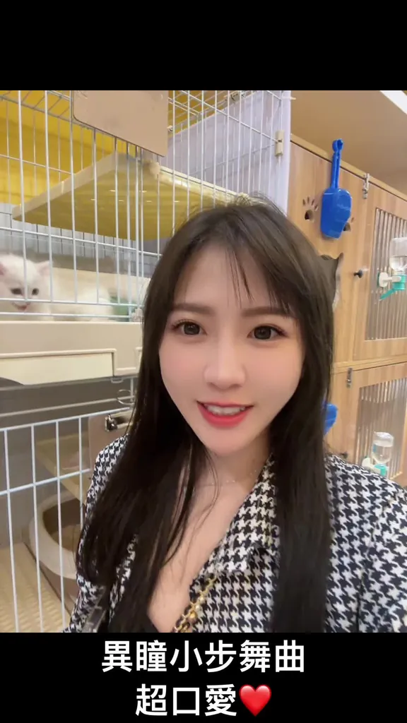 異瞳小步舞曲短影音封面，多肉貓舍闆娘介紹黏人的小步與小曼